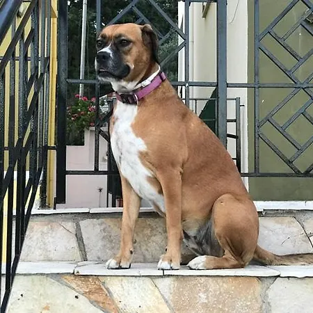 Aparthotel Eptanisa Mikros Gialos