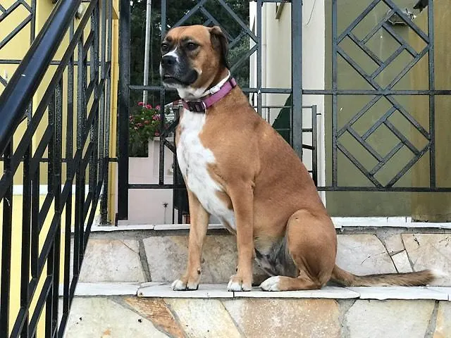 Apart-hotel Eptanisa Mikros Gialos